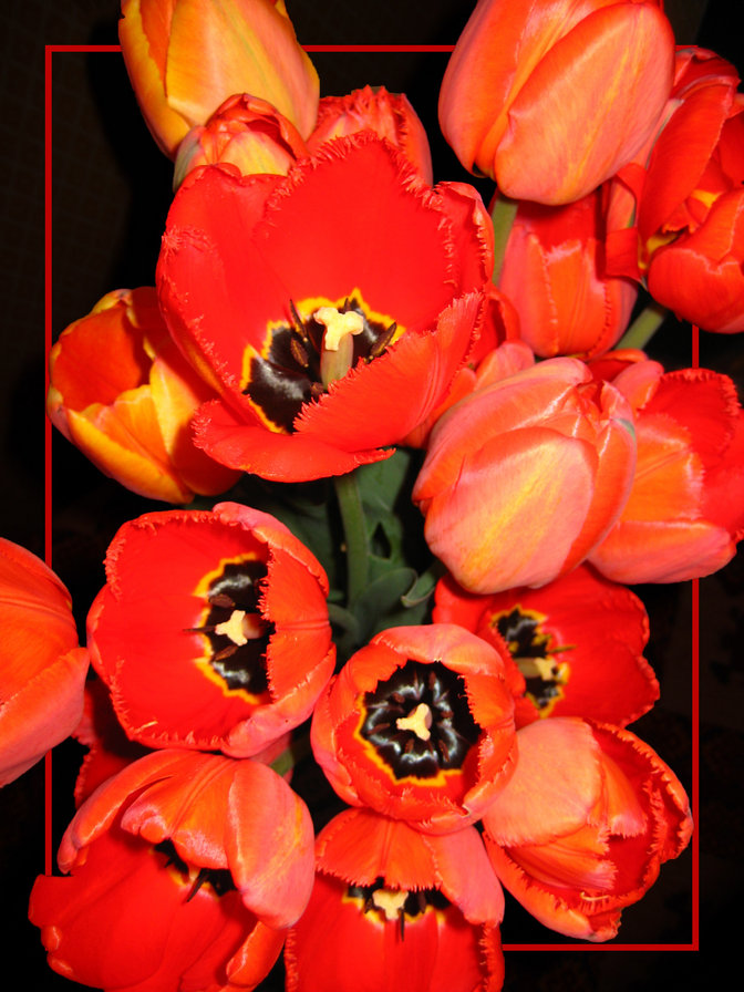 Passion - букет, тюльпаны - оригинал