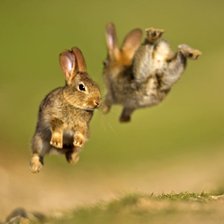 Прыгающие кролики