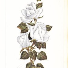 Оригинал схемы вышивки «розы» (№143986)
