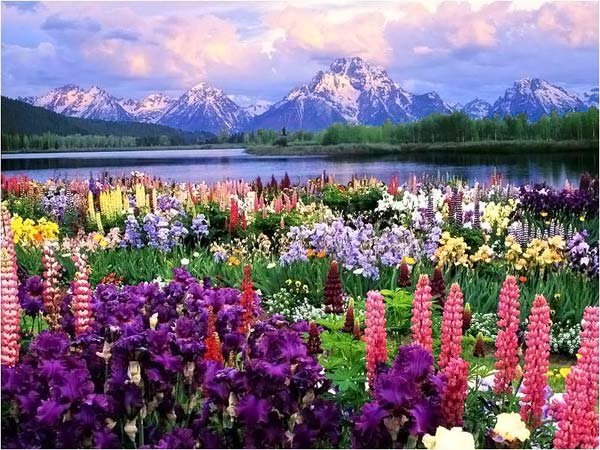 Цветочная поляна - река, пейзаж, цветы, гора, природа - оригинал