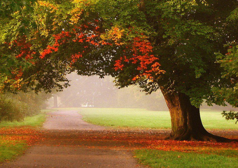 Осень - природа, красота, осень, пейзаж - оригинал