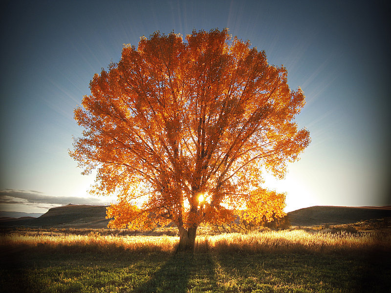 Осеннее дерево - красота, дерево, природа, осень, пейзаж - оригинал