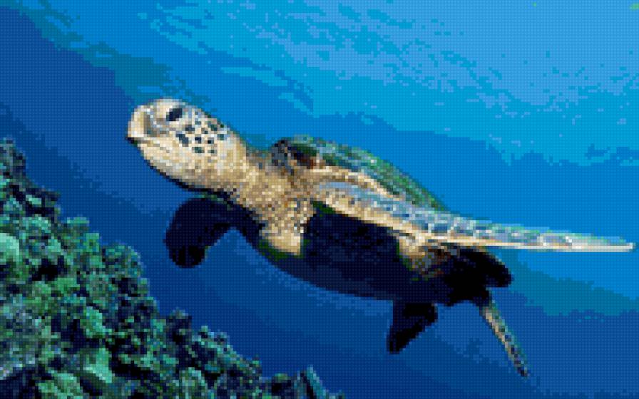 Черепаха - черепаха, море - предпросмотр
