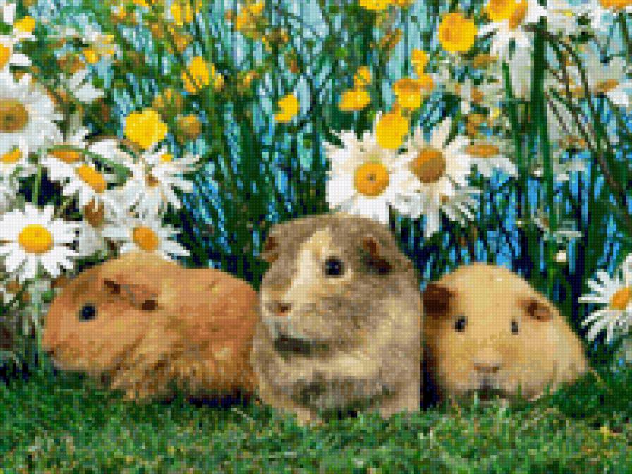 Кролики в ромашках - цветы, кролики, ромашки - предпросмотр