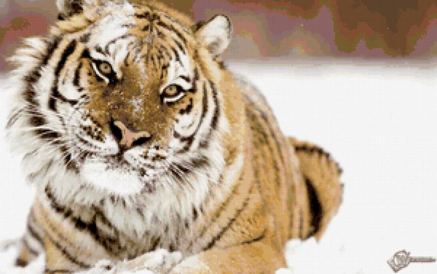 тигр на снегу 2 - предпросмотр