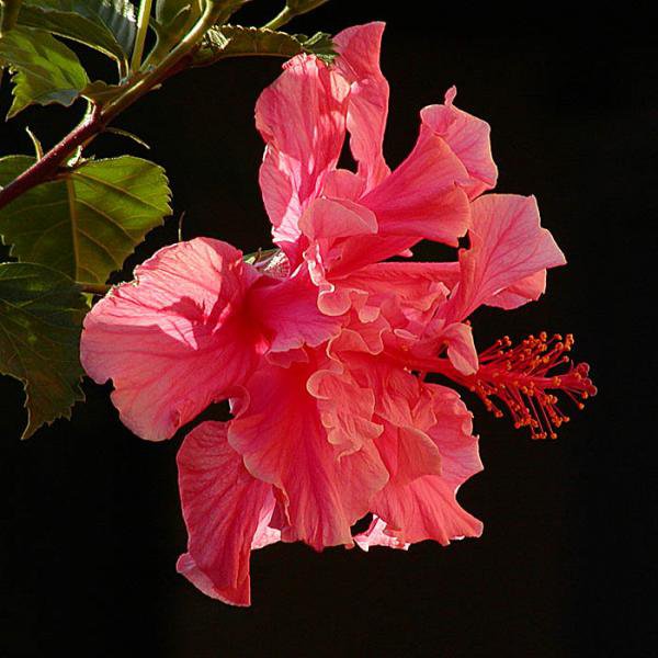 Гибискус розовый - экзотические, цветы, тропические - оригинал
