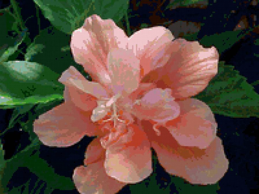 Гибискус бледно розовый - экзотические, тропические, цветы - предпросмотр