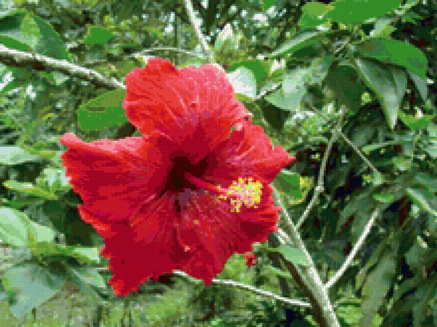 Гибискус красный - цветы, тропические, экзотические - предпросмотр