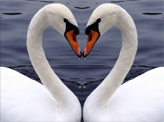 Лебеди - любовь, птицы, верность, сердце, птица, грация, лебеди - оригинал