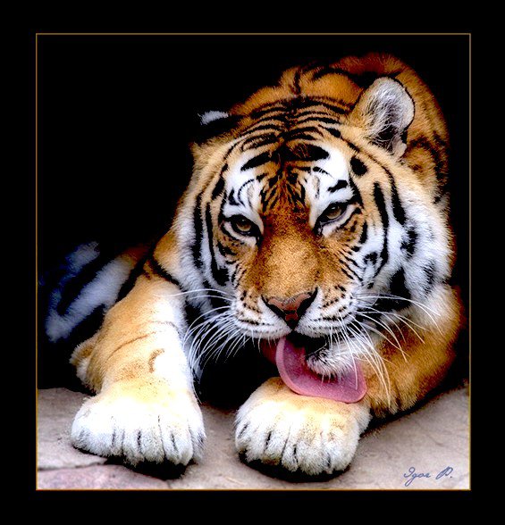 Бенгальский тигр - кошки, тигр, животные - оригинал