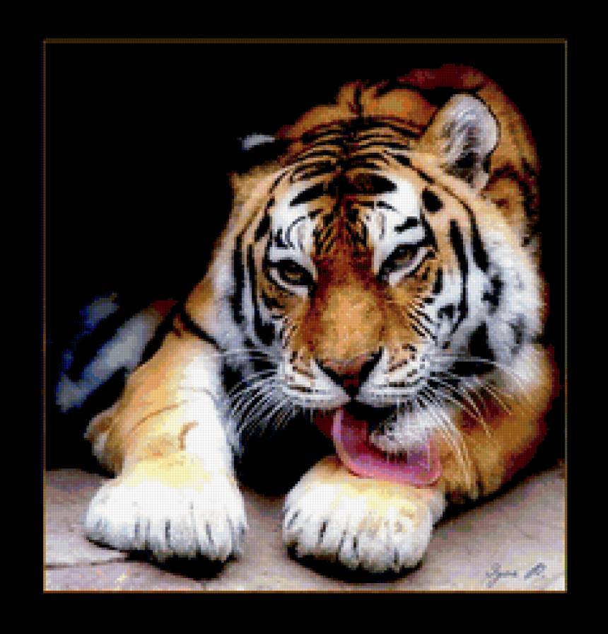 Бенгальский тигр - животные, кошки, тигр - предпросмотр