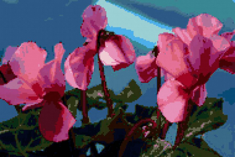 цикламен Роз.пантера - цветы, цикламен - предпросмотр