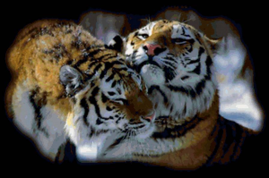 Бенгальские тигры - тигр, двое, пара, животные, кошки - предпросмотр