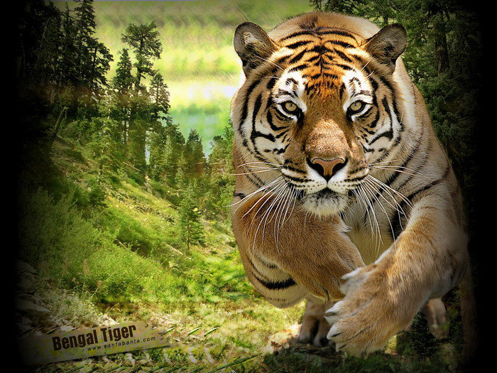 Бенгальский тигр - животные, кошки, тигр - оригинал