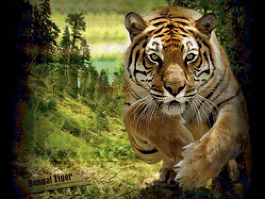 Бенгальский тигр - животные, тигр, кошки - предпросмотр
