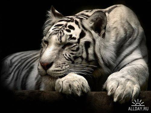 Белый тигр - тигр, кошки, животные - оригинал