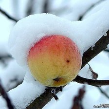 яблочко в снегу