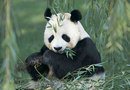 Схема вышивки «панда и бамбук»