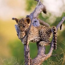 Схема вышивки «детеныш леопарда»