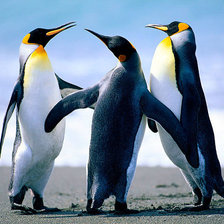 Оригинал схемы вышивки «Пингвины» (№146524)