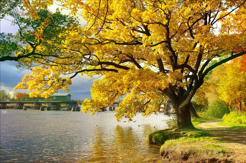 осенний пейзаж - осень, пейзаж, озеро, лес, природа - оригинал