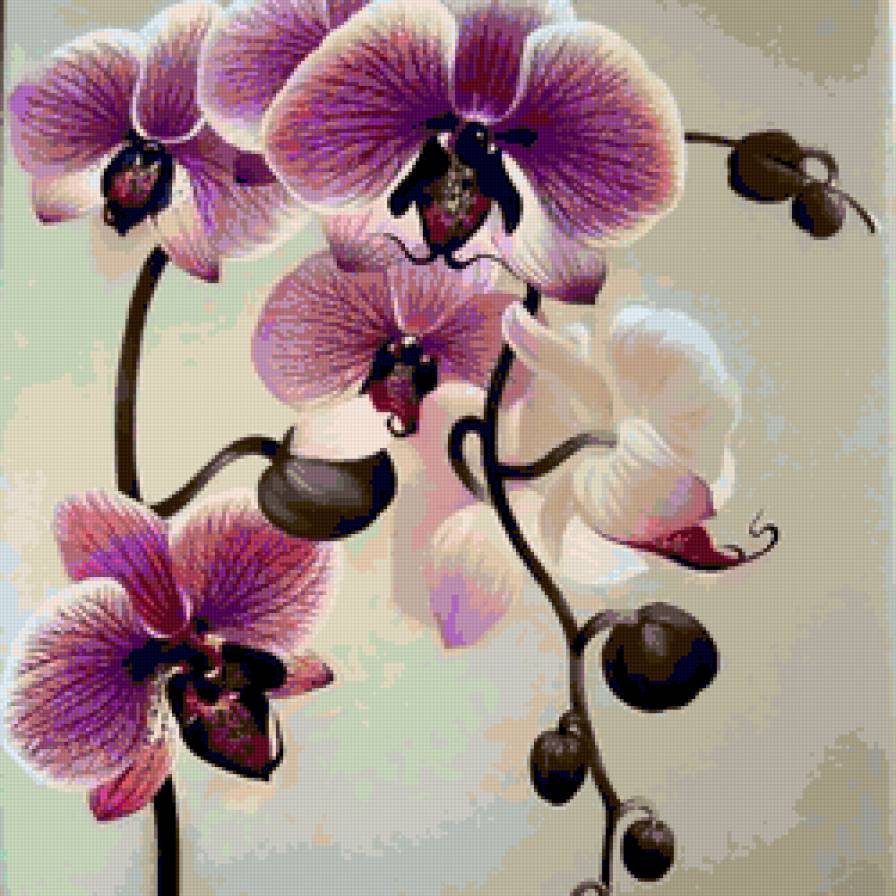 орхидея - орхидея - предпросмотр