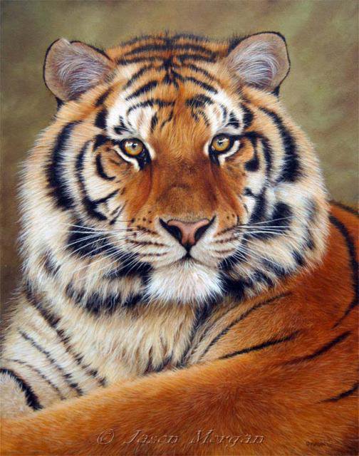 тигр - тигр, животные, природа - оригинал
