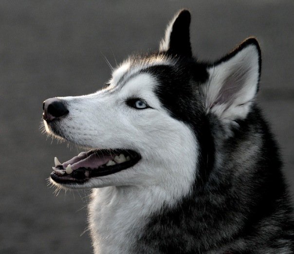 Сибирская Хаски - собака, хаски - оригинал