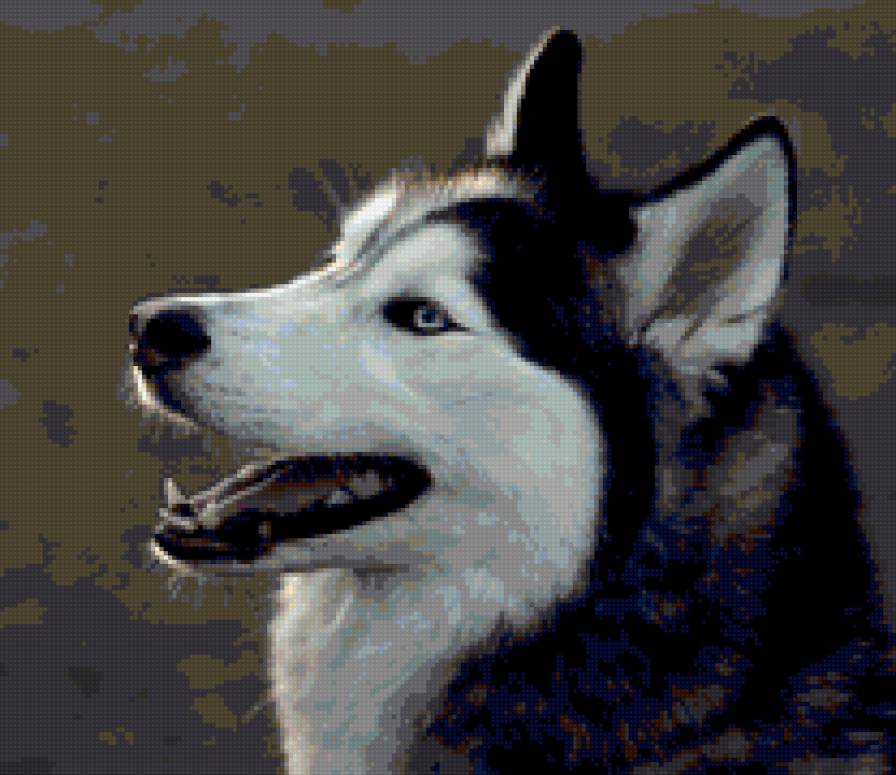 Сибирская Хаски - хаски, собака - предпросмотр
