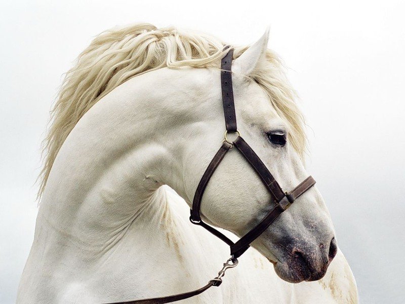 Конь - лошадь, животные, конь - оригинал