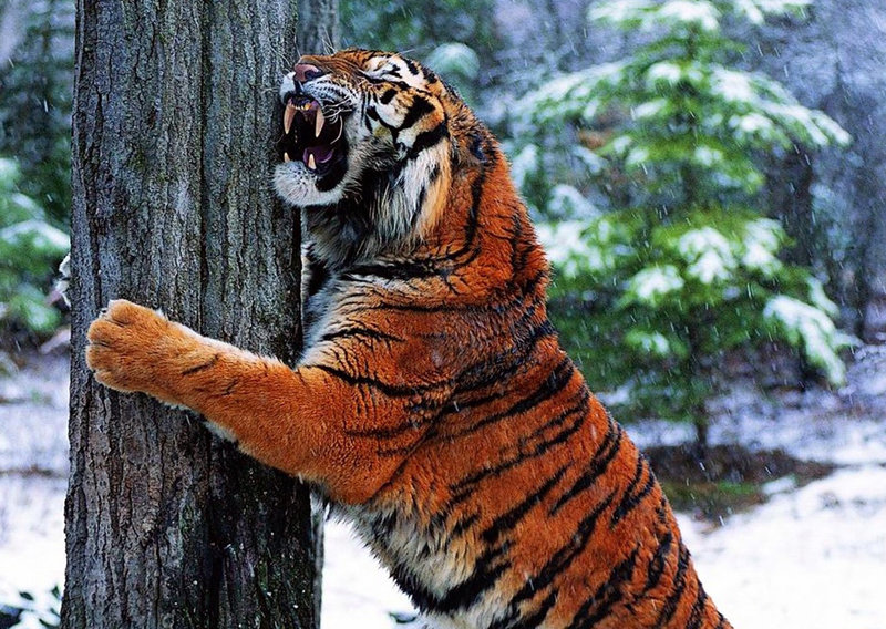 тигр - природа, тигр, животные - оригинал