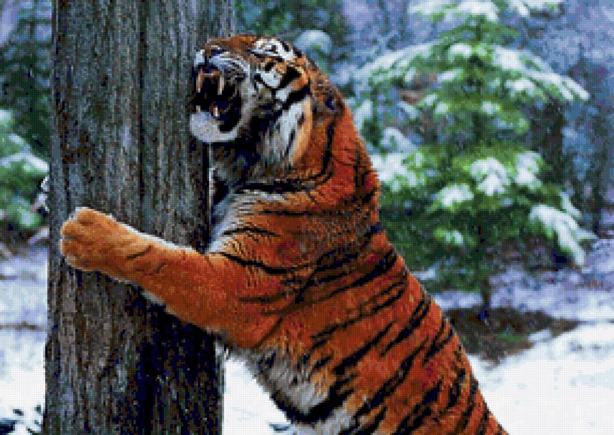 тигр - тигр, природа, животные - предпросмотр