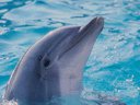 дельфин - море - оригинал