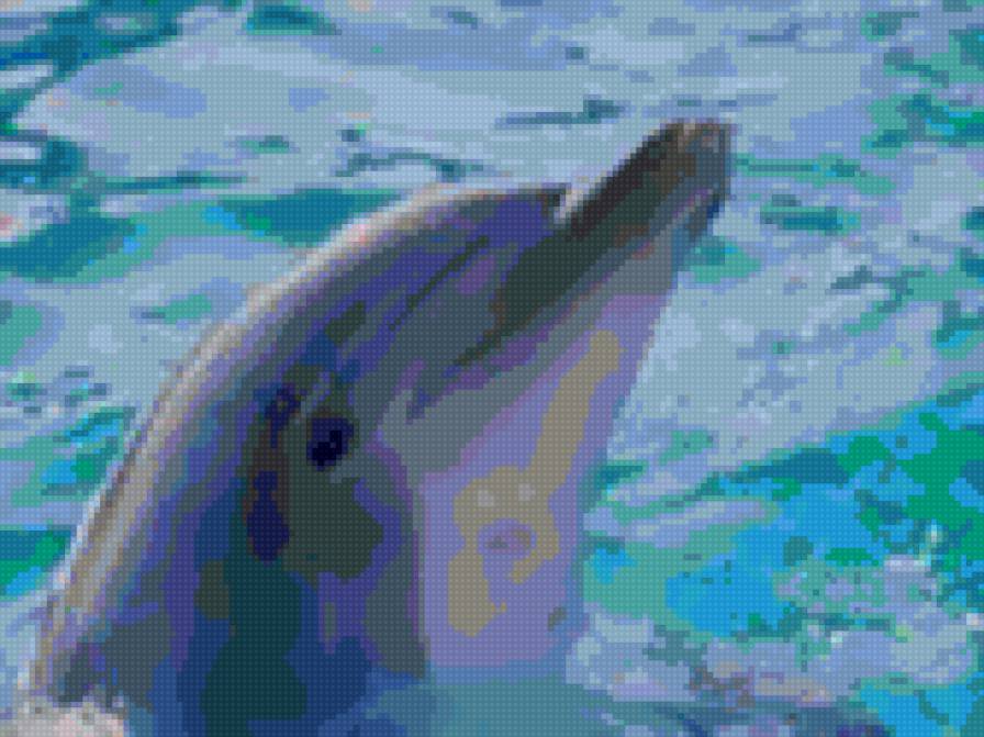 дельфин - море - предпросмотр