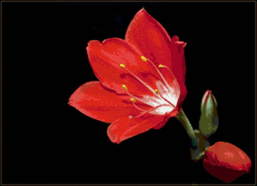 Цветочек аленький - цветок красный - предпросмотр