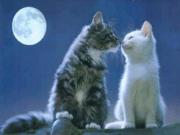 Лунные кошки - нежность кошки луна - оригинал