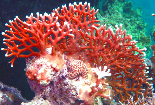 красное море - коралл - оригинал