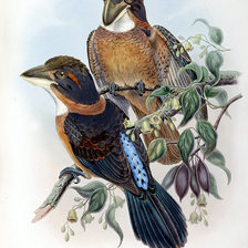 Оригинал схемы вышивки «birds» (№148468)