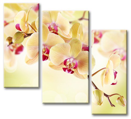желтая орхидея - модульная картина - оригинал