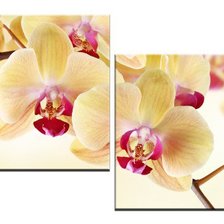 Оригинал схемы вышивки «желтая орхидея» (№148566)