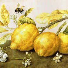 Оригинал схемы вышивки «лимоны» (№148817)
