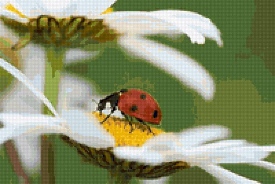 лето - насекомые, цветы, божья коровка - предпросмотр
