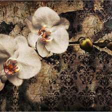 Оригинал схемы вышивки «orchidee» (№149785)