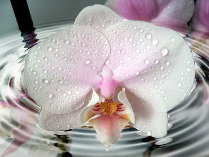 orchidee - blumen - оригинал