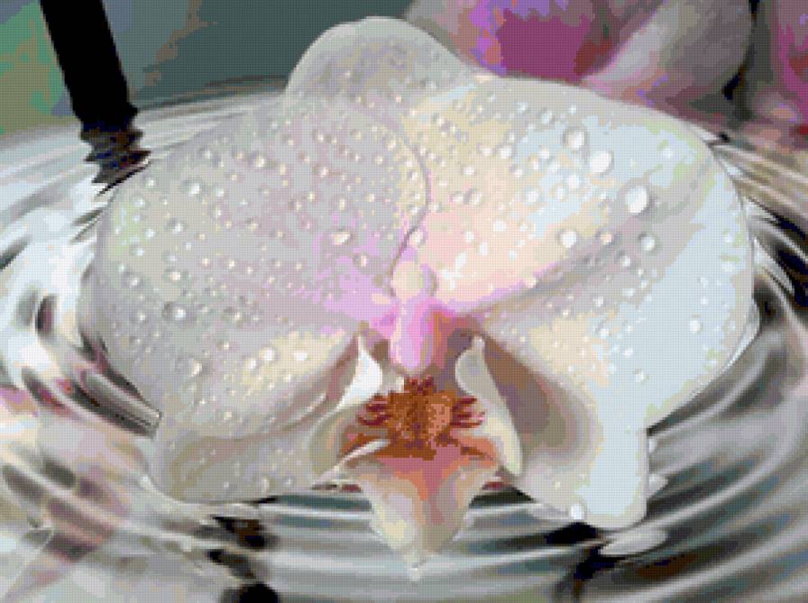 orchidee - blumen - предпросмотр
