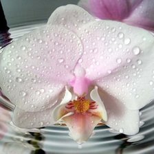 Оригинал схемы вышивки «orchidee» (№149786)