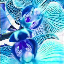 Оригинал схемы вышивки «orchidee» (№149787)