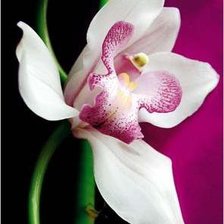 Оригинал схемы вышивки «orchidee» (№149805)