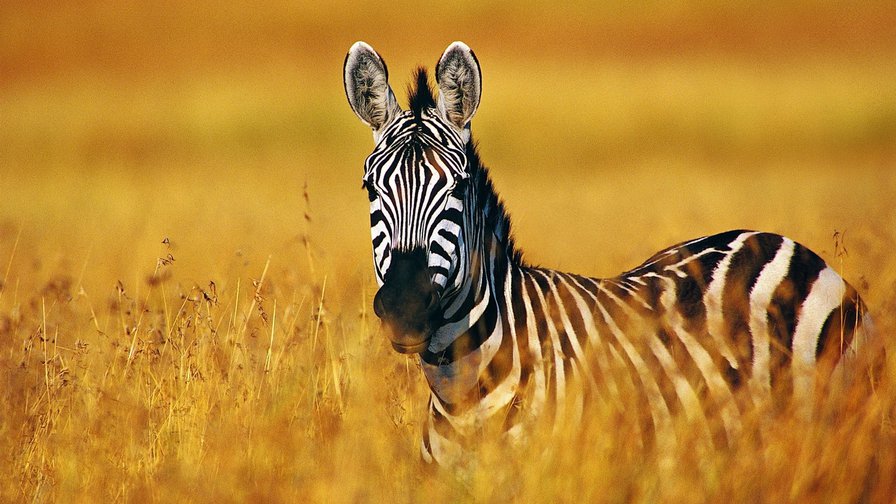 зебра - животные - оригинал