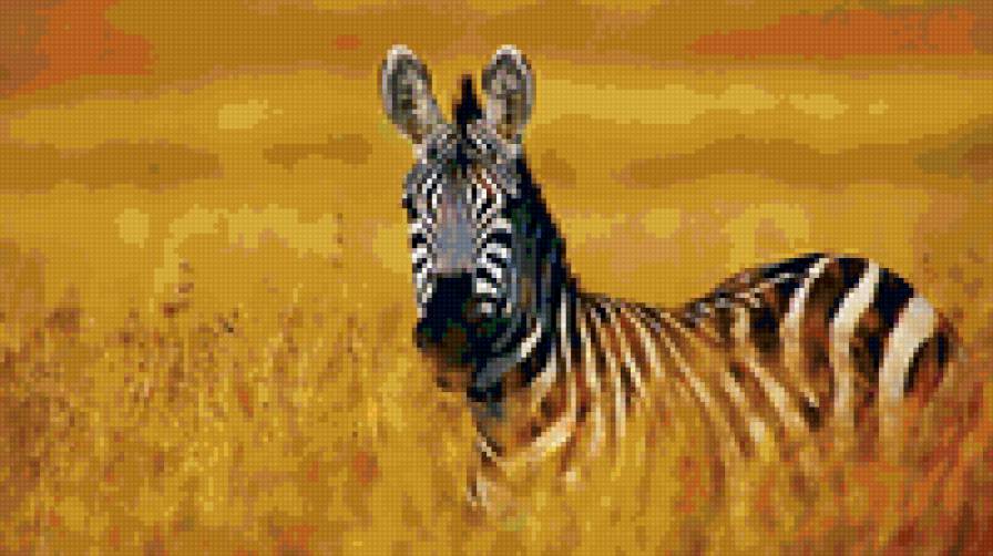 зебра - животные - предпросмотр